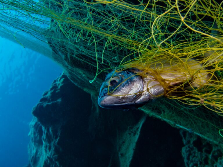 Fisk fanget i spøkelsesredskaper i Oslofjorden