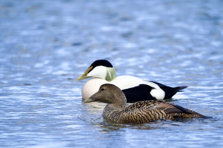 Male,And,Female,Eider,Ducks,Together