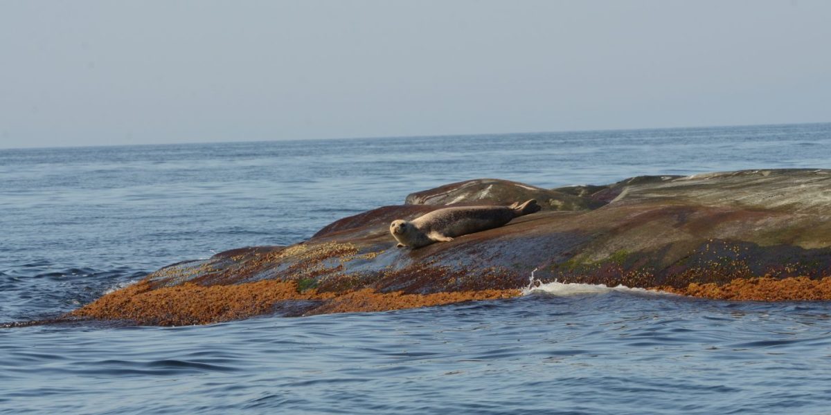 DSC_8895-1440x720