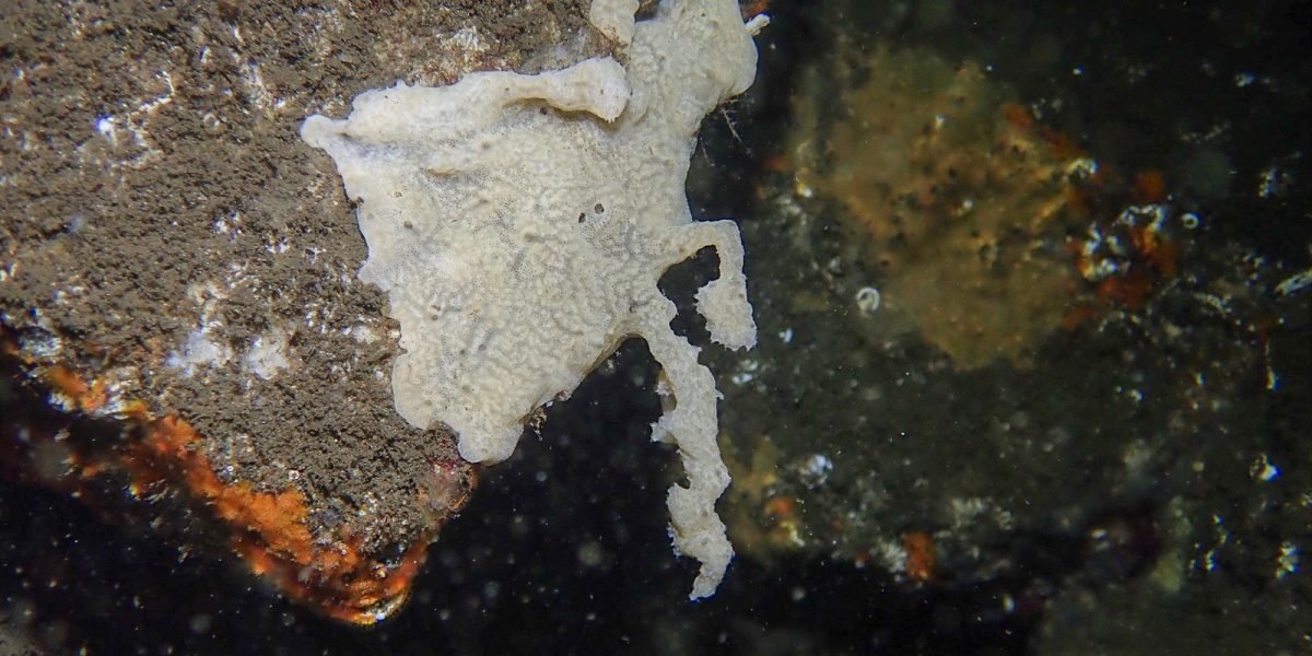 Havnespy Didemnum vexillum Foto: Torbjørn Brekke, CC BY 4.0