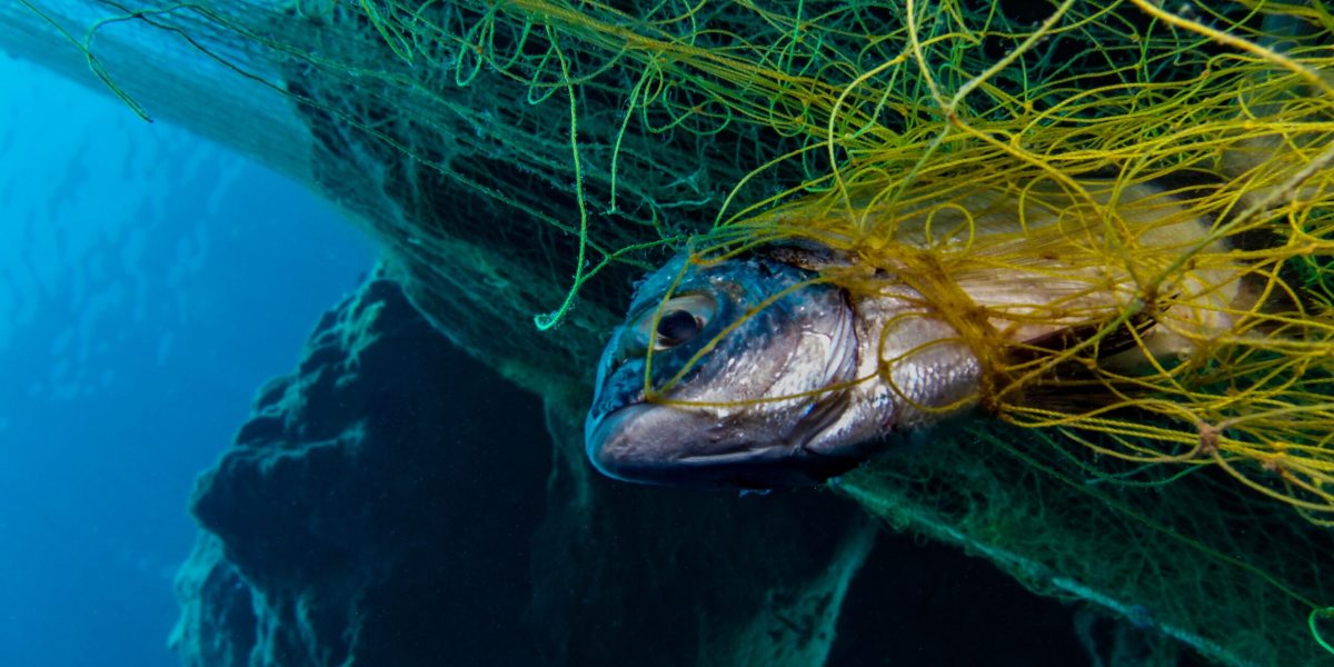 Fisk fanget i spøkelsesredskaper i Oslofjorden