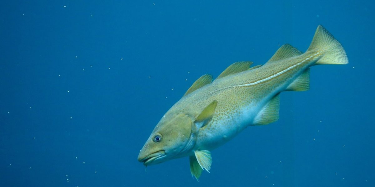 Cod,(gadus,Morhua),In,The,Atlantic,Sea,Park,In,Alesund,