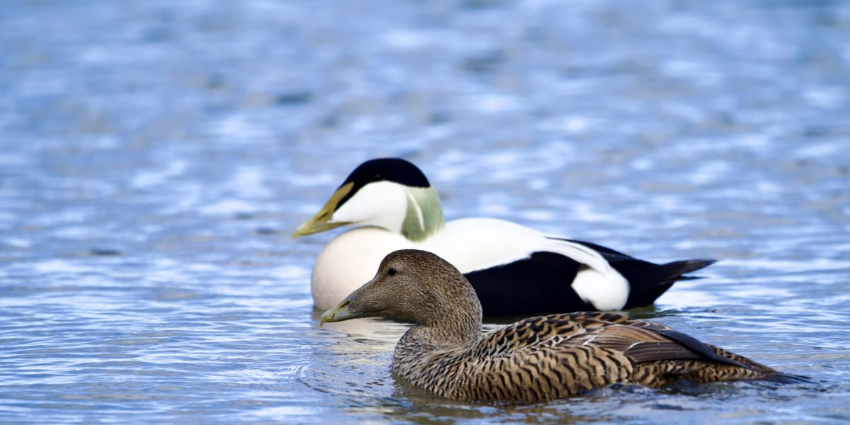 Male,And,Female,Eider,Ducks,Together